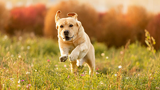 柴犬拉布拉多户外合影