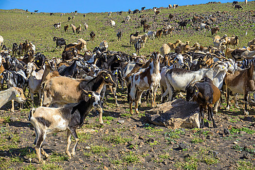 山羊,牧群,干盐湖,兰索罗特岛,加纳利群岛,西班牙,欧洲