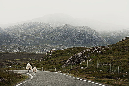 绵羊,途中,刘易斯岛,西海岸,苏格兰