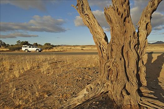 枯木,运动型多功能车,丰田,边缘,纳米布沙漠,纳米比亚共和国,非洲