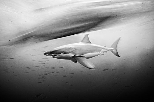 大白鲨,沙鲨属,慢速快门,速度,瓜达卢佩,墨西哥
