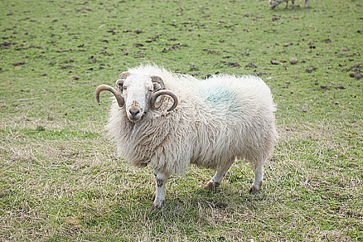 绵羊,地点,北威尔士