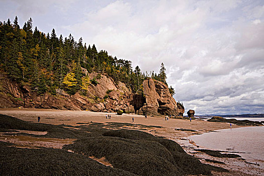 游客,享受,海滩,退潮,霍伯威尔岩,芬地湾,新布兰斯维克,加拿大