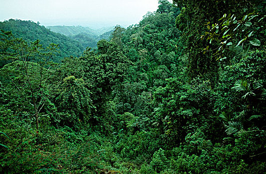 哥斯达黎加,雨林