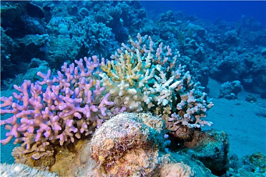 手指,珊瑚,热带,海洋,深度,水下