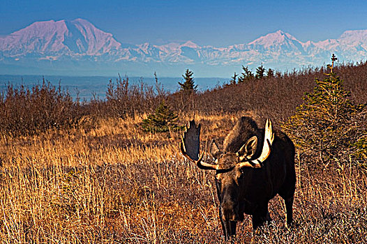 景色,驼鹿,靠近,电线,楚加奇州立公园,麦金利山,阿拉斯加,秋天