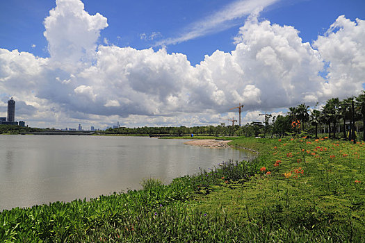 中国广东深圳南山深圳人才公园美景