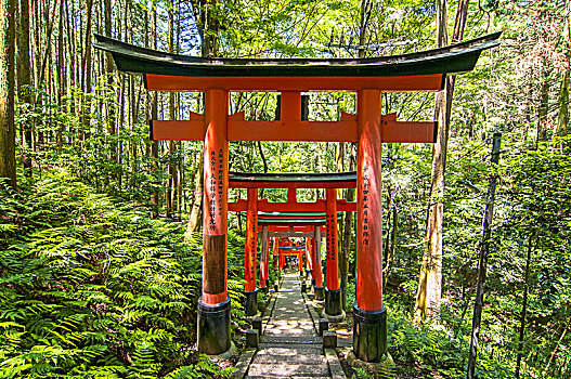 漂亮,独特,红色,木质,大门,花园,伏见,稻成,神祠,京都,日本