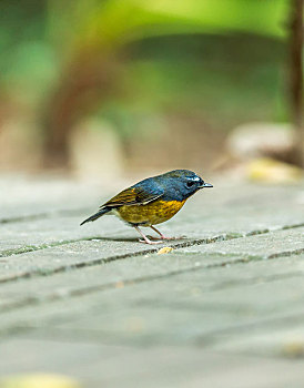 栖息于热带潮湿低地森林和山地森林,以昆虫为食的棕胸蓝姬鹟