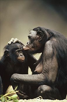 倭黑猩猩,互动,非洲