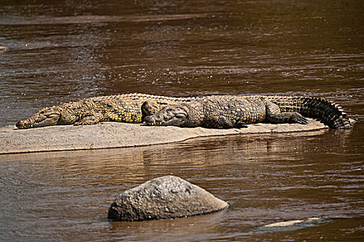 尼罗鳄,马拉河,坦桑尼亚,非洲