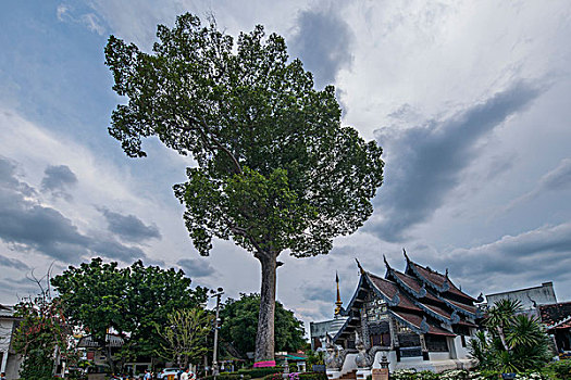 泰国清迈古城契迪龙寺,wat,chedi,luang,偏殿