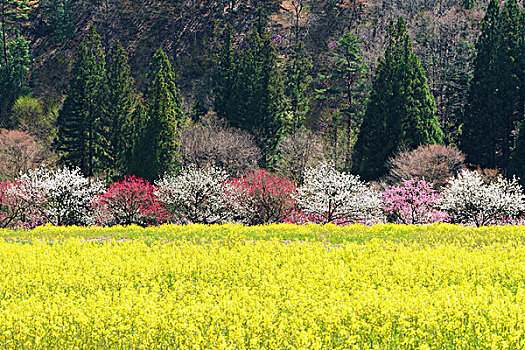 油菜花,桃色