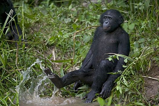 倭黑猩猩,孤儿,黑猩猩,刚果