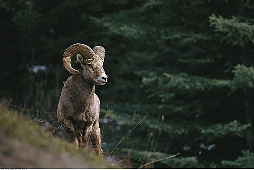 大角羊,公羊,班芙国家公园,艾伯塔省,加拿大