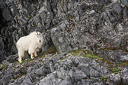 石山羊,冰河湾国家公园,自然保护区,阿拉斯加,美国