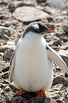 南极,港口,巴布亚企鹅,生物群,小企鹅