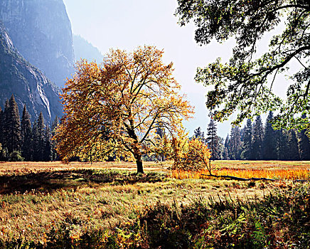 加利福尼亚,内华达山脉,优胜美地国家公园,秋色,黑色,橡树,栎属,优胜美地山谷,大幅,尺寸
