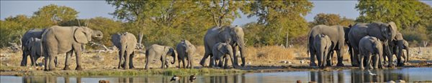 牧群,非洲,灌木,大象,非洲象,水坑,埃托沙国家公园,纳米比亚