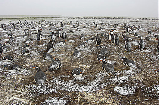 巴布亚企鹅,企鹅,成年,巢,雪,福克兰群岛,南大西洋