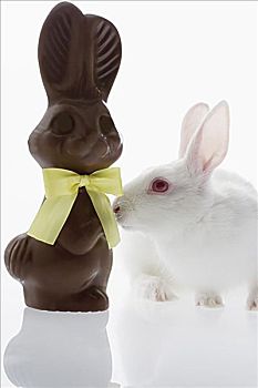 兔子,嗅,巧克力