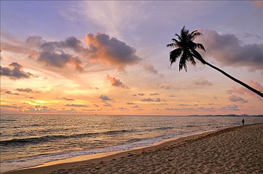 棕榈树,氛围,日落,海滩,海洋,越南,亚洲