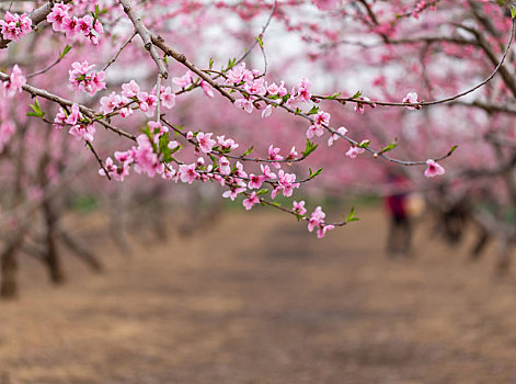 桃花