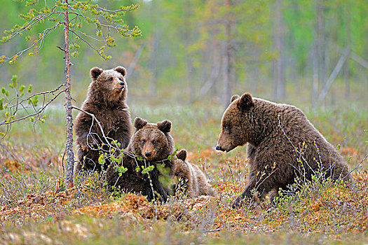棕熊,母亲,幼兽,湿地,芬兰