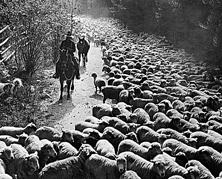 牧羊人,放牧,羊群,蒙大拿,美国