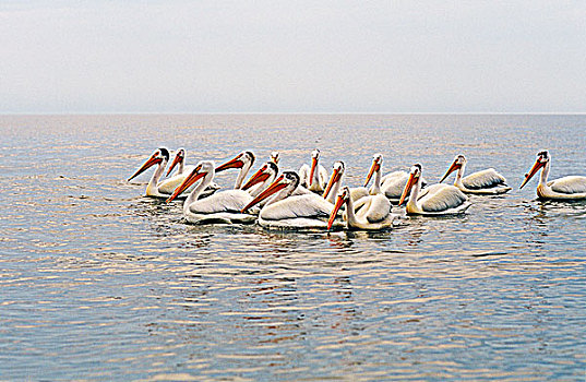 美洲白鹈鹕,白色,鹈鹕,温尼伯湖,曼尼托巴,加拿大