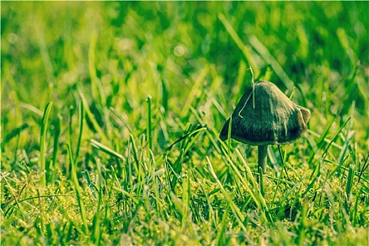 蘑菇,翠绿,草