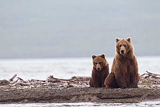大灰熊,棕熊,秋天,阿拉斯加
