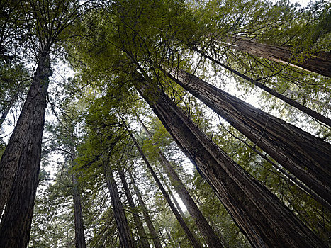 仰视,红杉,穆尔国家森林纪念地,加利福尼亚,美国