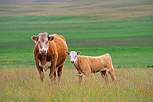牛,草场,南方,萨斯喀彻温,加拿大