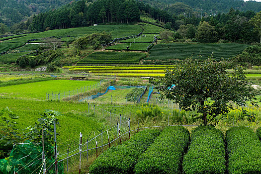 绿茶,农场