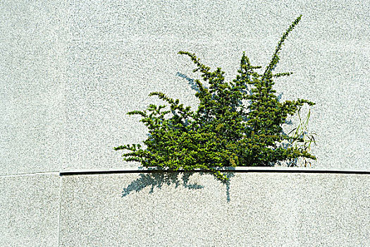 植物,水泥,石台