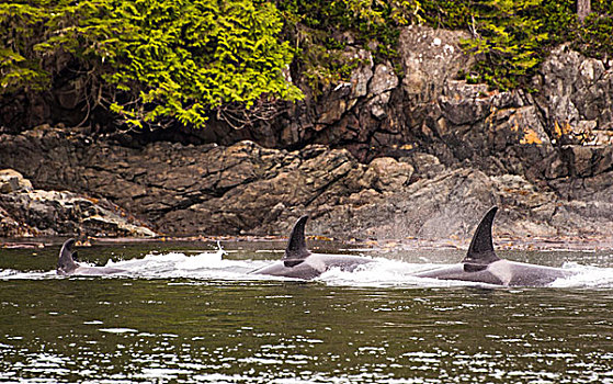 加拿大,逆戟鲸,挨着,温哥华岛
