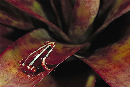 毒物,青蛙,凤梨科植物,亚马逊雨林,厄瓜多尔