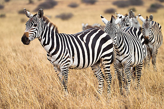 斑马,牧群,动物,走,草地,国家公园,肯尼亚,非洲