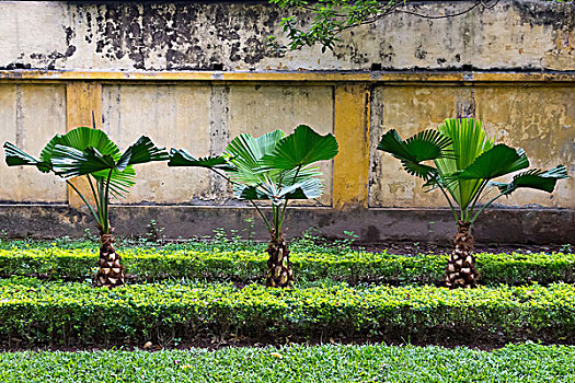 植物,花园,胡志明墓,河内,越南,亚洲