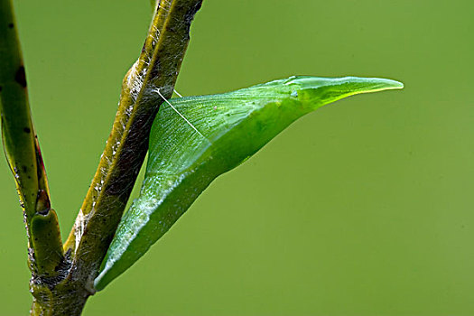 红襟粉蝶,茧,荷兰