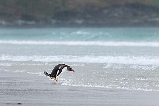 巴布亚企鹅,福克兰群岛,走,海浪,测试,水,特色,动作