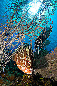 拿骚,石斑鱼,软珊瑚