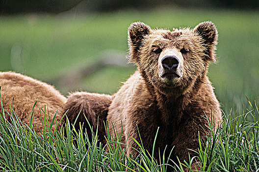 沿岸,大灰熊,棕熊,不列颠哥伦比亚省,加拿大