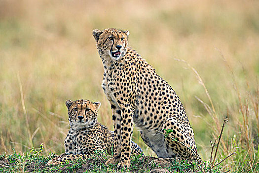 肯尼亚,马赛马拉,印度豹,潜力,捕食,蚁丘,马赛马拉国家保护区