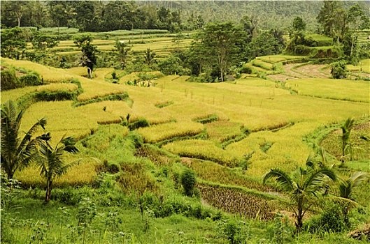 稻田,风景,巴厘岛,印度尼西亚