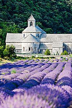 塞农克,教堂,薰衣草种植区,普罗旺斯,法国