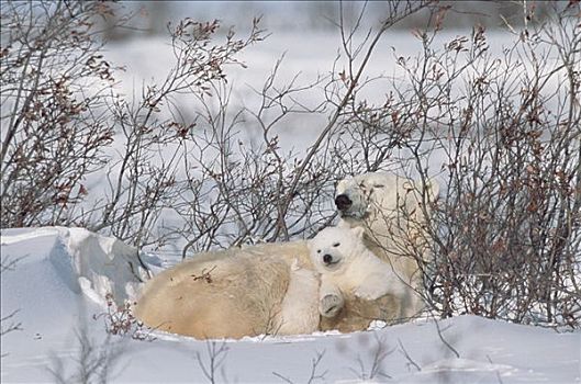 北极熊,父母,幼兽,丘吉尔市,加拿大