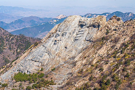 山东蒙山寿星