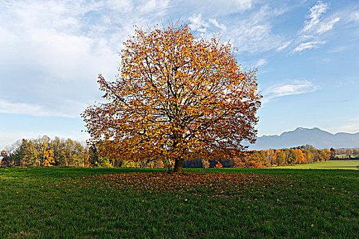 树,秋景,上巴伐利亚,德国,欧洲